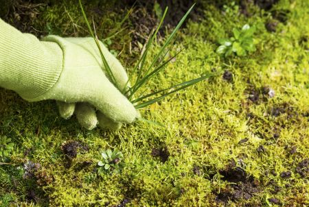 Common Weeds in Denton Lawns (and How to Get Rid of Them)