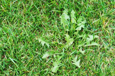 The Benefits of Weed Control for a Healthier Lawn