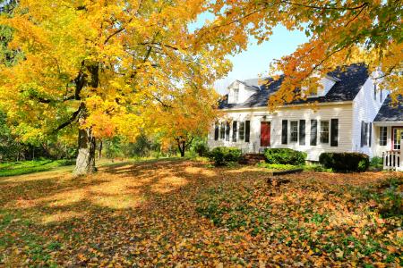 The Leaf Pile Olympics: How to Win at Leaf Removal